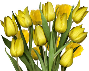Tulips